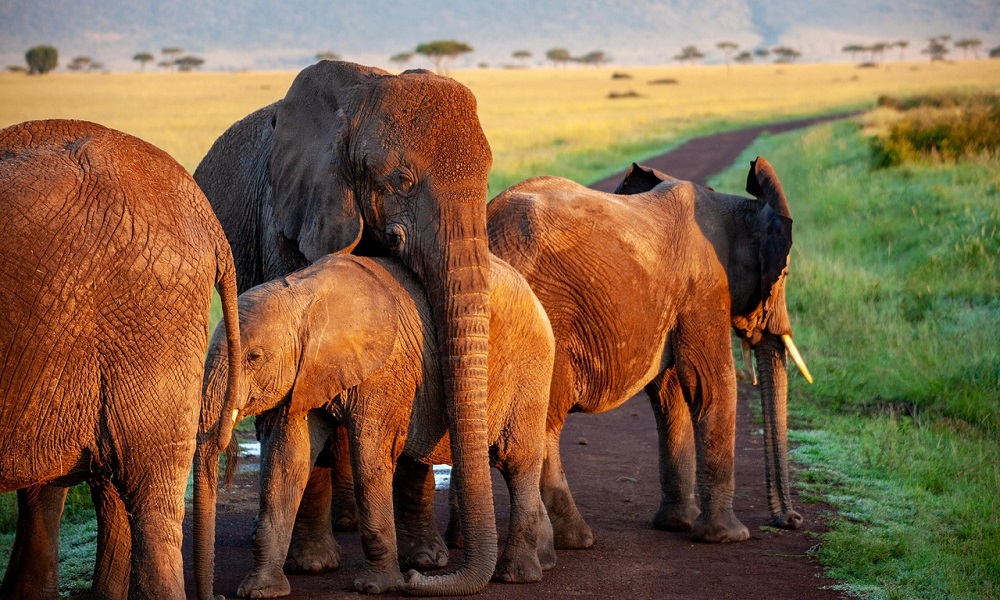 elephant-4120822_1280